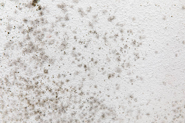 Beloit, OH Mold Removal Company