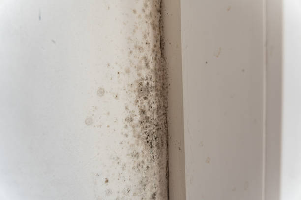 Best Asbestos and Lead Testing During Mold Inspection  in Beloit, OH